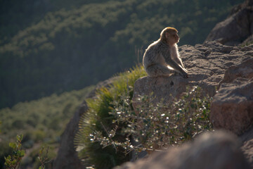 ape in the mountains