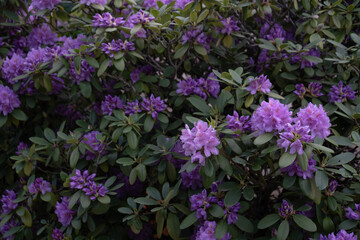 Fototapeta premium purple flowers in the garden
