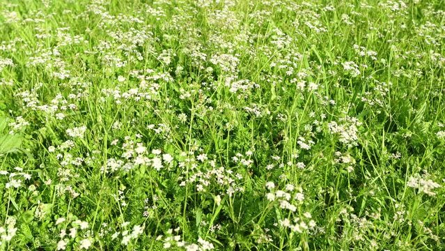 Wild field with cumin flowers, zoom in, close up