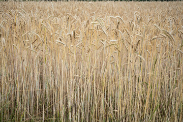 field of wheat