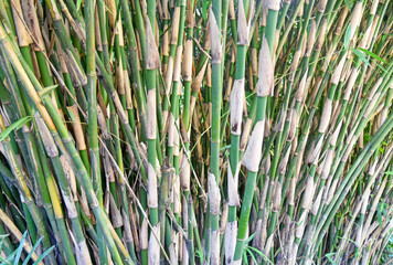 Close up of bamboo tree in the jungle