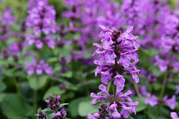 Obraz premium Plenty of purple colored flowers in a closeup with soft background. Beautiful summer themed color image.