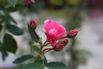 Beautiful blooming pink rose (fin: ruusu) flower, rose buds and some leaves in a closeup color image. Soft bokeh background. Photographed in a garden located in Kuopio, Finland during a summer day.