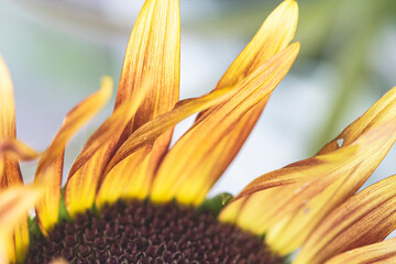 particolare petalo girasole