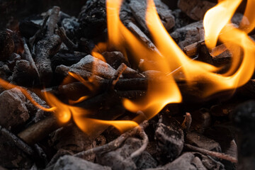 fire in the forest