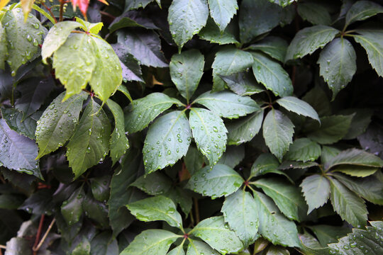 Green wall covered with a plant with a lot of green leaves. Photographed after a rain so the leaves have rain water drops on them. Beautiful natural element to an outdoor garden or yard. Color image.