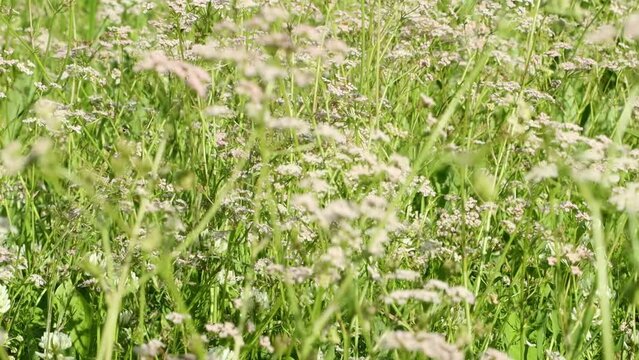 Panorama of a wild field with cumin plants, close-up on a bright sunny day with little wind