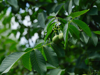 Unripe walnuts growing on a walnut tree