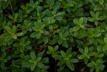 green leaves background