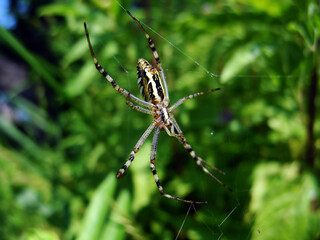 Spider on web