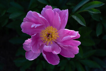 pink and white flower