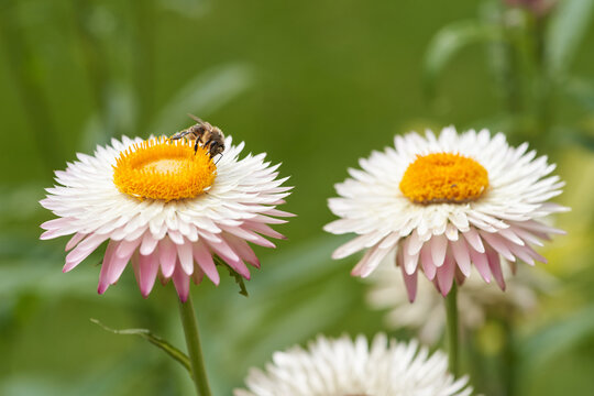 Xeranthemum annuum with Bee
