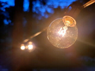 Night Light in the Forest