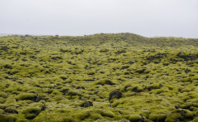 Icelandic Moss. Wildness surreal landscape in Iceland