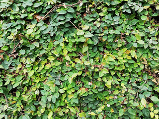 Green plants as  a natural  background