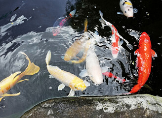 Colorfulof Koi fish,swimming in the fish pond