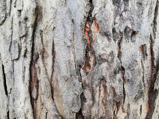 Brown old weathered wood skin background