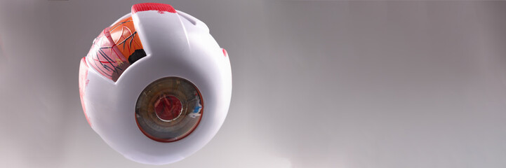 Artificial model of human eye on gray background