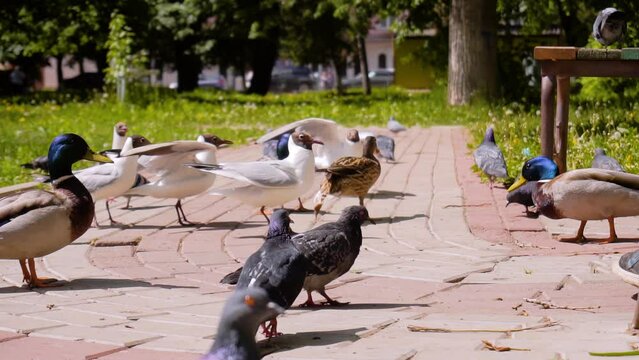 Pigeons, seagulls and ducks walk together in the park. All the birds are in one place. Slow motion shots