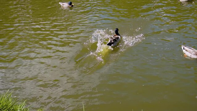 The duck jumps into the water from the shore and swims forward. Shooting birds in a pond