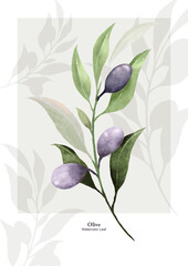 Olive leaf watercolor vector design