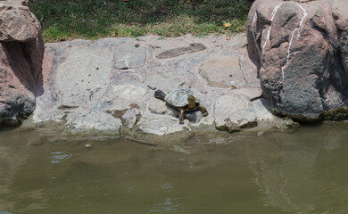 Fototapeta premium tortuga sobre un roca