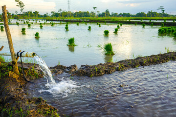 Irrigation of rice fields using pump wells with technique of pumping water from the ground to flow into the rice fields. Outdoor river plant. Bundle of tied rice seeds. Seedling young rice ploughing.