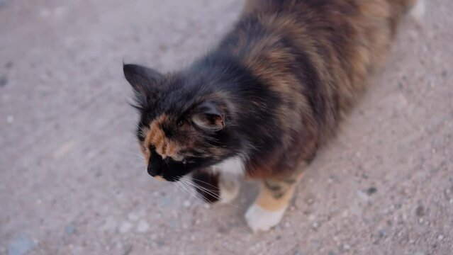 A cute spotted cat walks along the road very gracefully. The camera shoots the animal in slow motion