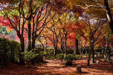 Naklejka premium 京都嵯峨野の秋風景