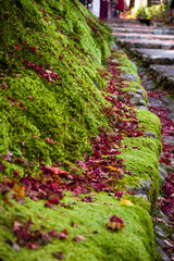 京都嵯峨野の秋風景