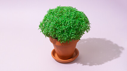 Manjerico plant sweet basil in a pot against light purple background.