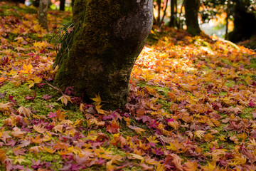 京都嵯峨野の秋風景