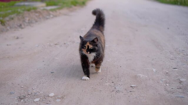 A kind fluffy cat walks forward looking at the lens. Shooting an animal in motion
