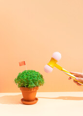 Manjerico plant and toy hammer in hand against beige background. Traditional Summer festival in...