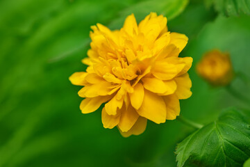 Close up of Yellow flower Kerria japonica seen in the garden.