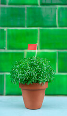 Manjerico plant with flag in a pot against green tile background. Traditional Summer festival in...