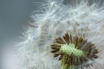 Dandelion close up. Background image. Nature. dandelion seeds