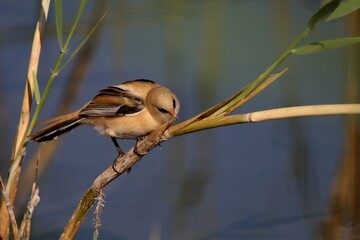 Bearded tit on the reed