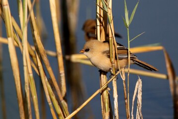 Bearded tit bird