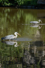 Paris, France - 07 02 2022: A gray heron fishing in the lake of Park des Buttes-Chaumont