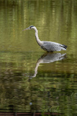 Obraz premium Paris, France - 07 02 2022: A gray heron fishing in the lake of Park des Buttes-Chaumont