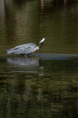 Paris, France - 07 02 2022: A gray heron fishing in the lake of Park des Buttes-Chaumont