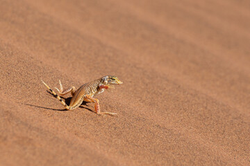 Namib Sand Gecko (Pachydactylus range), Namib Desert, Namibia Africa