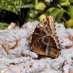 Fototapeta premium Beautiful butterfly close-up