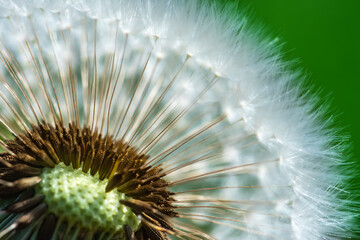 dandelion seeds close up on green turquoise background