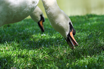A white swan on a green grassy