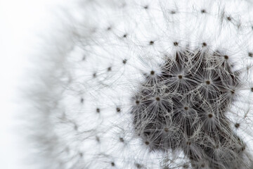 Delicate photograph of a dandelion seed head against a white background