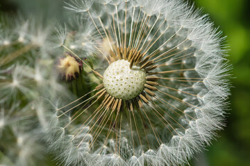 Beautiful dandelion macro view, seeds. black and white colors.