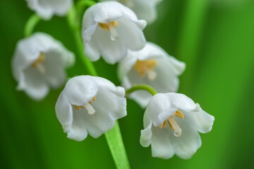 Spring flower lily of the valley. Lily of the valley. Flower Spring Sun White Green Background Horizontal.