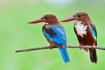 pair of large red beaks bird courting in mating season in Thailand, white-throated kingfisher